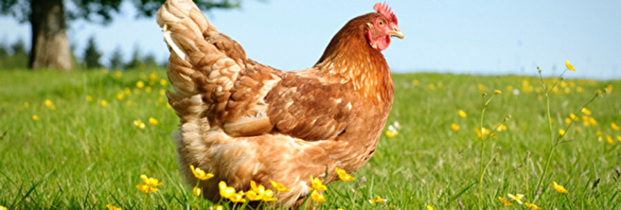 Gelin alan tavuk verir / Kırklareli 
Kırklareli'nde düğün günü erkek tarafı kız evine gelin almaya gittiğinde yanında canlı tavuk götürür ve gelinin evine/bahçesine bırakır.

 Gelinin ailesi evlerinden bir can çıktığını düşünerek yerine bir can gelmesini ister.
