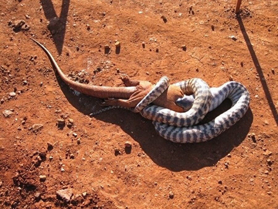 Bu yılanlar sadece yarasa, kanguru yemiyor tabi ki büyük kertenkelelerde tercih sebebi

                                    
                                    
                                    
                                    
                                    
                                    
                                    
                                    
                                    
                                    
                                    
                                    
                                    
                                
                                
                                
                                
                                
                                
                                
                                
                                
                                
                                
                                
                                