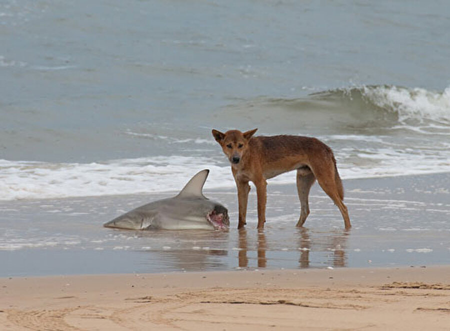Sabah koşusu yapmak için sahile indiğinizde ise köpekbalığı yiyen dingolarla karşılaşmanız normaldir 

                                    
                                    
                                    
                                    
                                    
                                    
                                    
                                    
                                    
                                    
                                    
                                    
                                    
                                
                                
                                
                                
                                
                                
                                
                                
                                
                                
                                
                                
                                