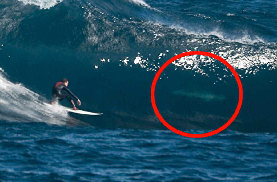 Sörf yaparken size eşlikte etmek de isteyebilir bu dost canlısı köpekbalıkları

                                    
                                    
                                    
                                    
                                    
                                    
                                    
                                    
                                    
                                    
                                    
                                    
                                    
                                
                                
                                
                                
                                
                                
                                
                                
                                
                                
                                
                                
                                
