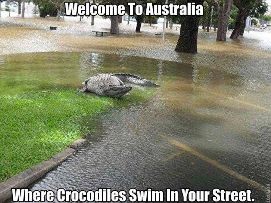 Avustralya'ya ilk defa geliyorsanız sizi sokaklarda da karşılayabilirler. 

                                    
                                    
                                    
                                    
                                    
                                    
                                    
                                    
                                    
                                    
                                    
                                    
                                    
                                
                                
                                
                                
                                
                                
                                
                                
                                
                                
                                
                                
                                