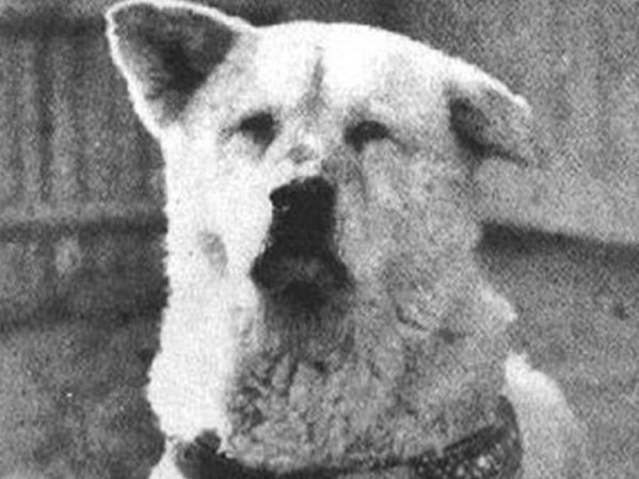 Sadik köpek Hachiko'nun gerçeği
Filmin gerçek kahramanı ise diğerlerinden farklı olarak sahibine sadakati ile ünü Japonya'dan tüm dünyaya yayılmış bir köpek. 

Ünü öyle büyümüş ki beyazperdenin yanı sıra, yıllar boyu sahibini beklediği tren istasyonuna, köpeğin heykeli dikilmiş.