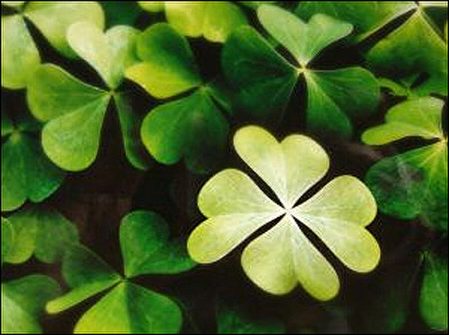 Dört yapraklı yonca, Hristiyan aleminde kutsal olarak kabul ediliyor. Kurutup saklamanın ömür boyu şans getirdiğine inanılıyor. İrlandalılara göre ise vatanı kem gözlerden koruyor.

                                    
                                    
                                    
                                    
                                
                                
                                
                                