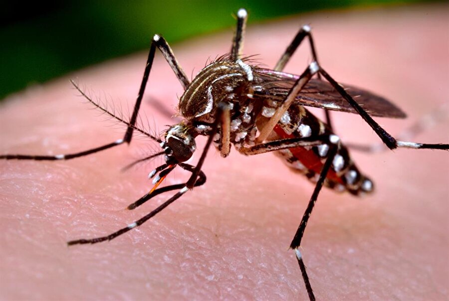 Zika nedir?

                                    
                                    Zika ateşi veya zika hastalığı olarak bilinen rahatsızlık, insanlara sinekler yoluyla ya da kan yoluyla bulaşıyor. Brezilya başta olmak üzere Güney Amerika ülkelerinde yaşanan bu salgından bazı Avrupa ülkeleri de etkilendi. Öldürücü boyutta olan bu hastalığın tedavisi içinse özellikle Brezilya'da önemli aşılar geliştirildi.
                                
                                