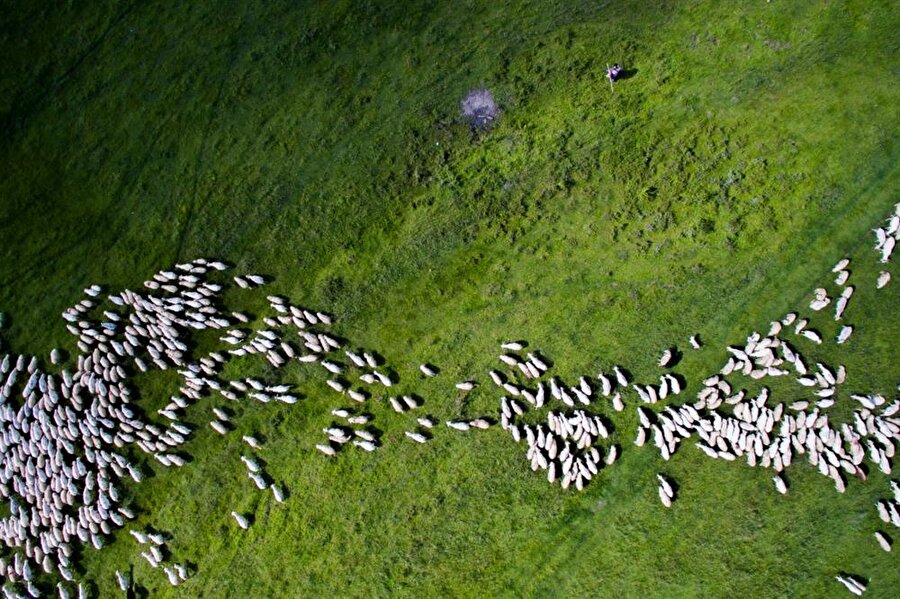 Doğa-yaban hayatı kategori ikincisi : Swarm of sheep by Szabolcs Ignacz

