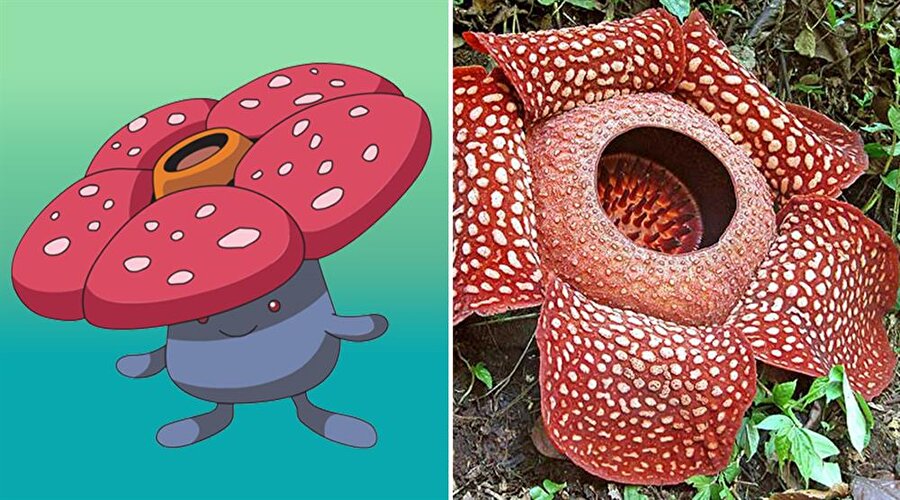 Vileplume: Rafflesia Arnoldii
Vileplume, dünyanın en büyük bitkisi olan Rafflesia'dan esinlenilmiştir. Oyundaki Vileplume gibi bu bitki de açtığında ortama çürümüş et gibi bir koku yayabiliyor.