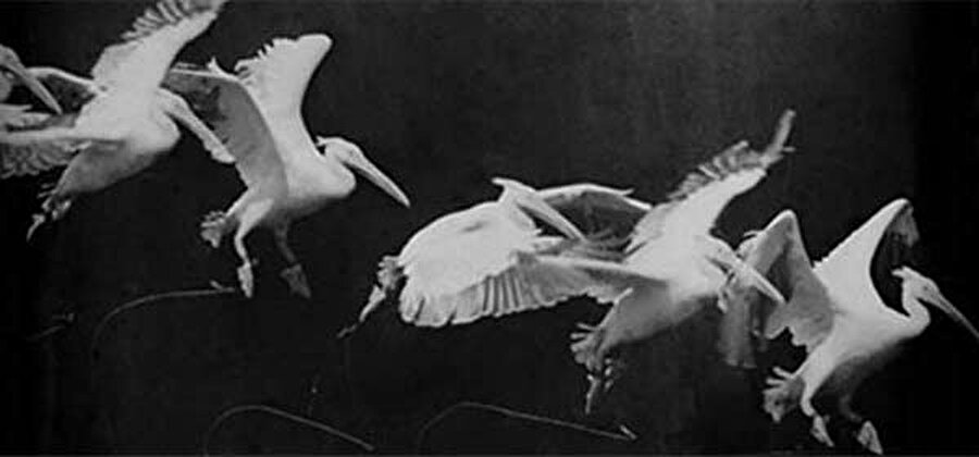 İlk seri fotoğraf

                                    
                                    1880'lerde Fransız bilimci Etienne-Jules Marey kuşların nasıl uçtuğunu öğrenmek için bir saniyede 12 fotoğraf çeken fotoğraf tabancasıyla bu fotoğrafı çekti.
                                
                                