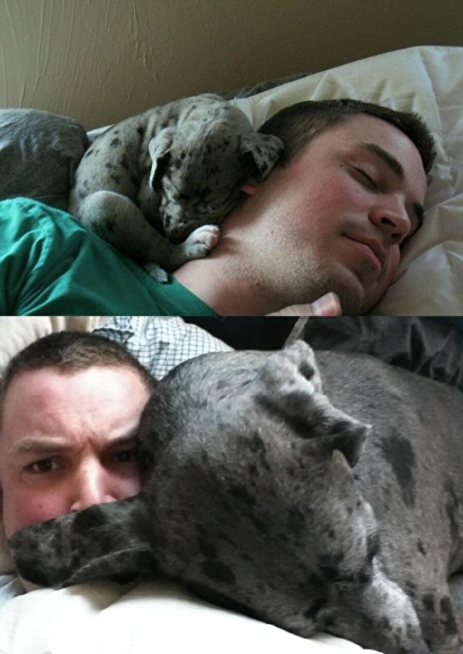 Birlikte büyüdüler

                                    
                                    
                                    
                                    
                                    
                                    Uykucu köpek ve onunla birlikte büyüyen sahibi.
                                
                                
                                
                                
                                
                                