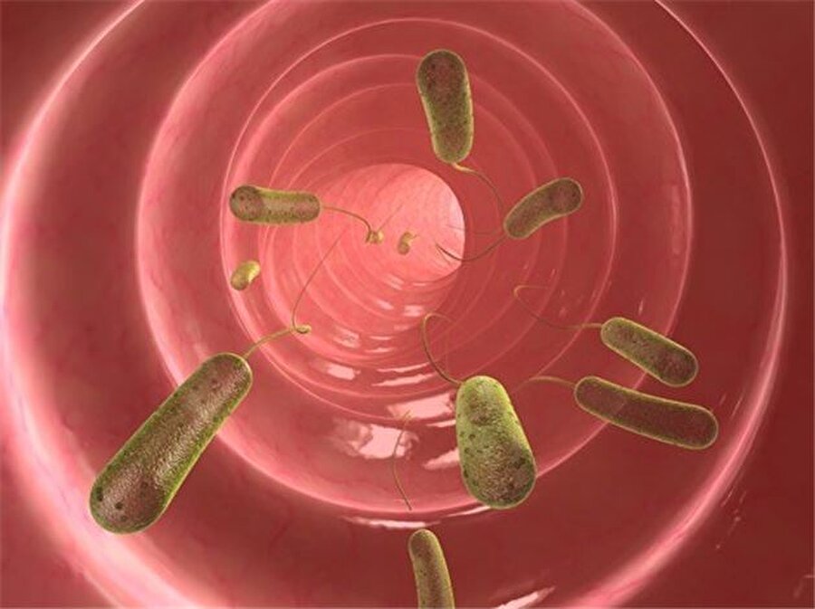 Normal bağırsak florasında bu bakterilerin %90’ının faydalı bakterilerden olması gerekir. 

                                    
                                    
                                    
                                
                                
                                