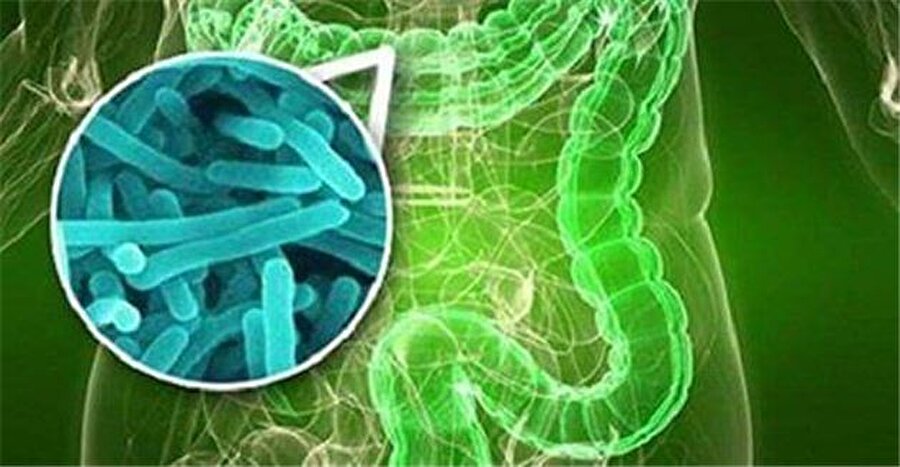 Bifidobakteriyum ve laktobasillus adlı faydalı bakterilerin azalmasıyla bağırsak florasındaki denge candida (kandida) lehine bozulur. 

                                    
                                    
                                    
                                
                                
                                