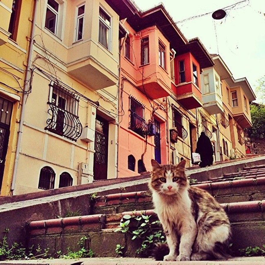 “Eger bir mahallede sokak hayvanları sizden korkmuyorsa, orada yaşayabilirsiniz. Oradaki insanlar iyi insanlardır.” Balat'ın sokak hayvanları insanlardan hiç ama hiç korkmuyor.
