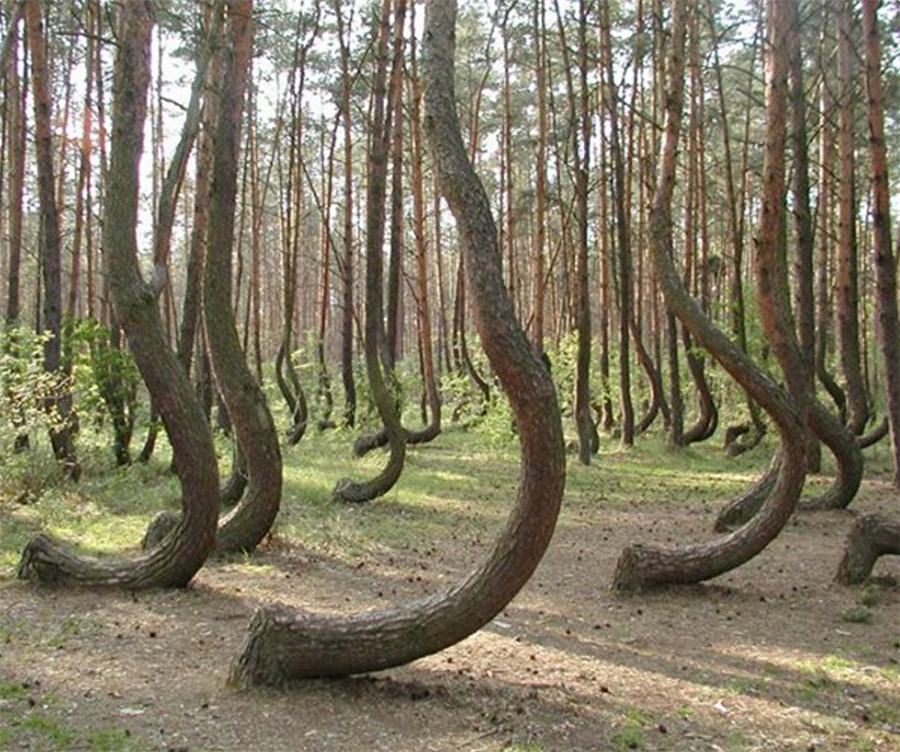 Polonya'da crooked forest