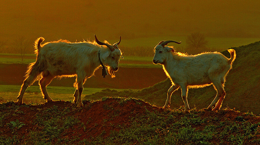 Zeki insanlar inatçıdır
Velev bu doğru olsa bile, inatçı insanları kimse sevmez. Herkesin gıcık aldığı biri olmak istiyorsan zeki ol kardeşim, aferin sana.