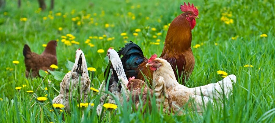 Mutlu tavuklardan organik yumurta
Organik yumurta verecek tavuklar, bir gelin kadar nazlı oluyor. İstediğinde dışarıda gezinme, istediğinde kümeste kalma özgürlüğüne sahip olmalılar. Kümeste geniş geniş yaşayıp yumurta bırakmak isterler.