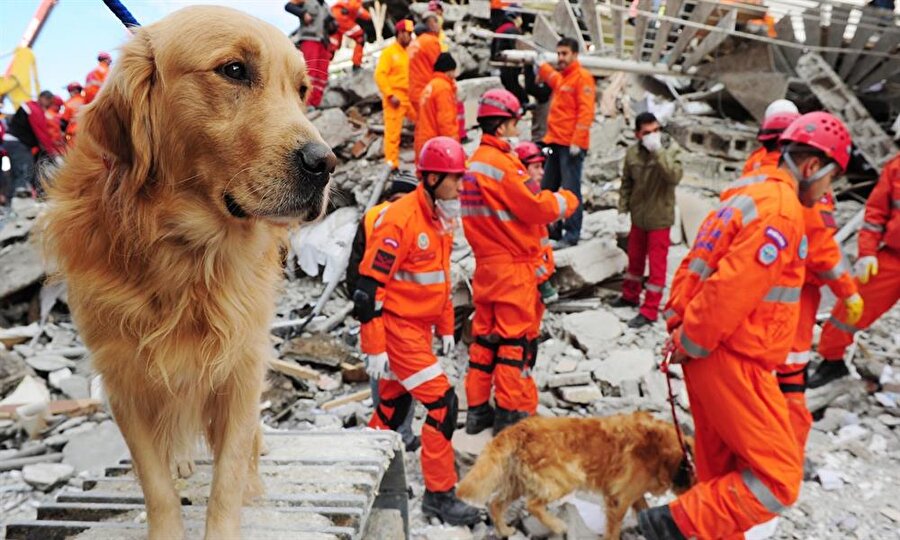 Arama kurtarma operasyonlarının vazgeçilmeyen aktörü Köpekler
