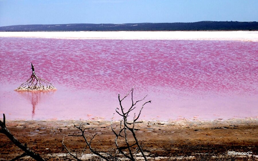 Pink Lake / Avustralya

                                    
                                