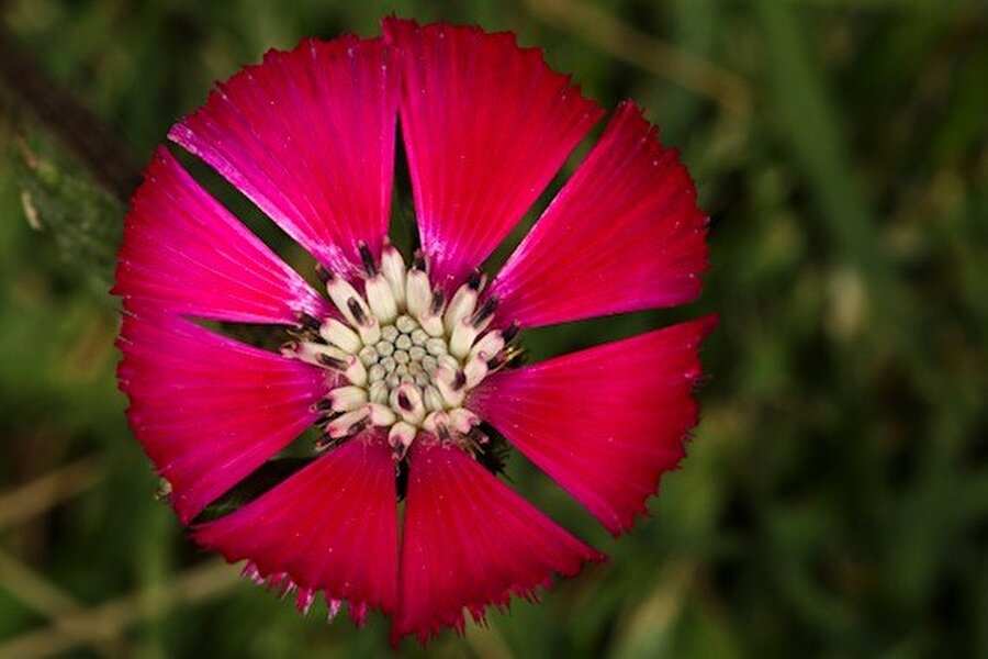 Yanar Döner (Sevgi Çiçeği)
Ne yazık ki nesli tükenme tehlikesiyle karşı karşıyadır. Ankara'nın Gölbaşı ilçesinde yetişmektedir. Mayıs-Haziran aylarında çiçek açar.