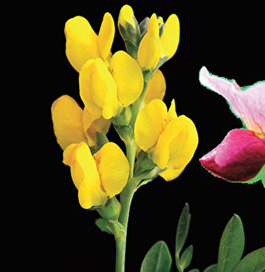 Siyan, Eber Sarısı
Bataklık yanında yetişen bitki, Mayıs ayında çiçek açar. İlk olarak Akşehir Gölü kıyılarında saptandı. Türkiye'nin endemik bitkilerinden olan türün doğada kısa süre içinde yok olacak olan türler içerisinde olduğu ve çok tehlikede kategorisinde bulunduğu bilinir. 



