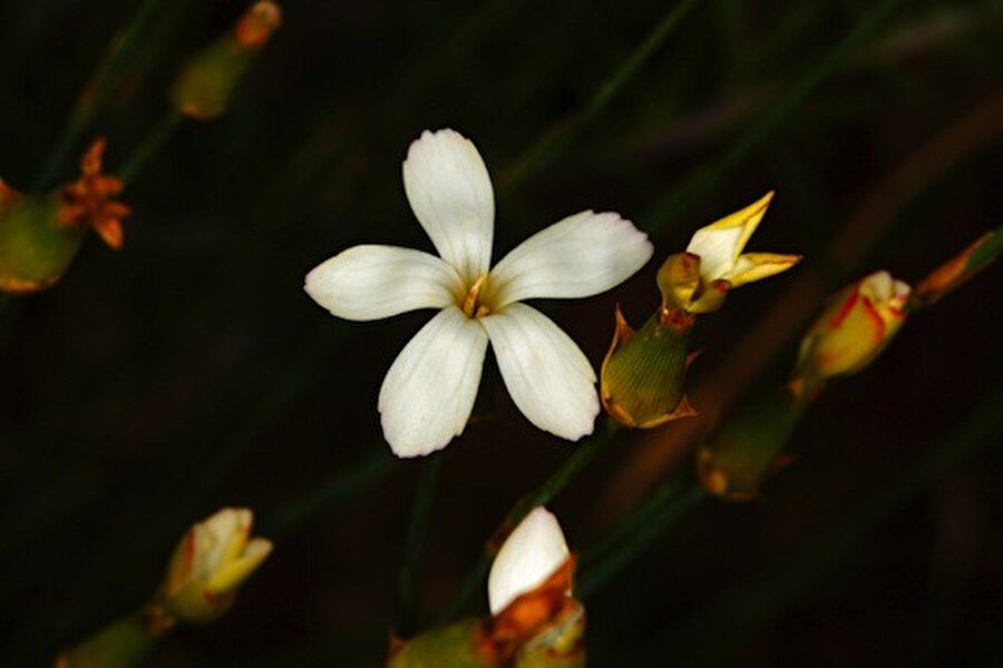 Anadolu Karanfili
Batı ve Orta Anadolu'da görülen bu çiçek Haziran- Temmuz arasında çiçek açar. Kayalık, talık, çalılıkta yetişir.