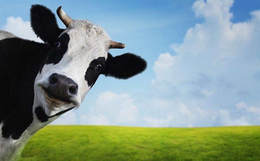 Hep erkek çocuk istenen bir köyde aileler erkek çocuk doğuncaya kadar doğurmaya devam ediyor. Erkek doğarsa da artık çocuk yapmıyor. Bu köyde kızların erkeklere oranı ne olabilir?