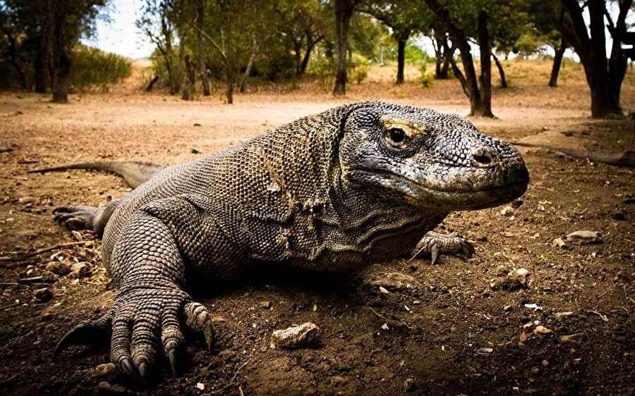 Komodo Ejderi
Komodo ejderi nesli tükenmekte olan canlılar arasında en korkuncu denilebilir. Boyu 3 metreyi aşmaktadır. Beslenme konusunda hiç seçici olmayan Komodo ejderi, ada'da fare kalmamasını sağlamıştır.