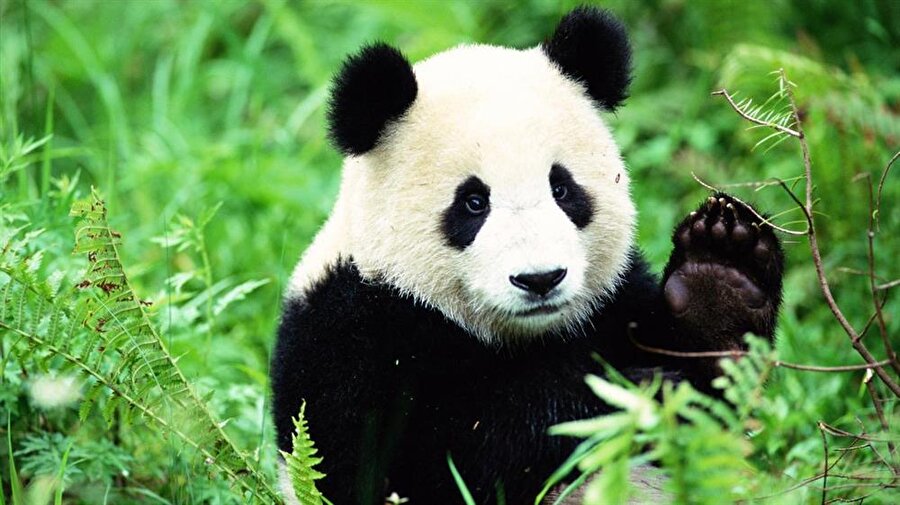 Panda
Pandalar ayıgiller familyasında farklı bir yere sahiptir. Bu savunmasız canlılar siyah beyaz çok özel bir posta sahiptir. Çin Ejderhaları, bir zamanlar Çin'in tarihsel sembolüyken, 20. yüzyılın ikinci yarısından itibaren pandalar Çin'in resmi olmayan ulusal sembolü olmuştur. Çin ve Vietnam'da çoğunluk olarak yaşamaktadır. Doğal yaşam alanlarının yok edilmesi ve parçalanması pandaların neslini tükenmekle karşı karşıya getirmiştir. Şuan kapalı alanlarda üretilerek neslinin korunması sağlanmaya çalışılıyor.