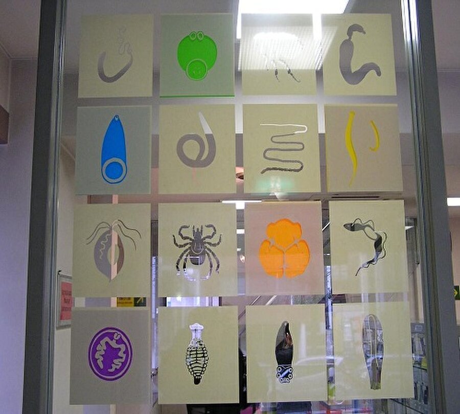 Parazit Müzesi- Japonya
Japonya'nın Meguro Parasitologicol Museum'da insanlardan çıkan parazitler sergileniyor. 8,8 metrelik tenya ise "bir insandan çıkmış en büyük parazitlerden biri." Ayrıca müze araştırma amacıyla eğitim kurumlarına parazit de satıyor.