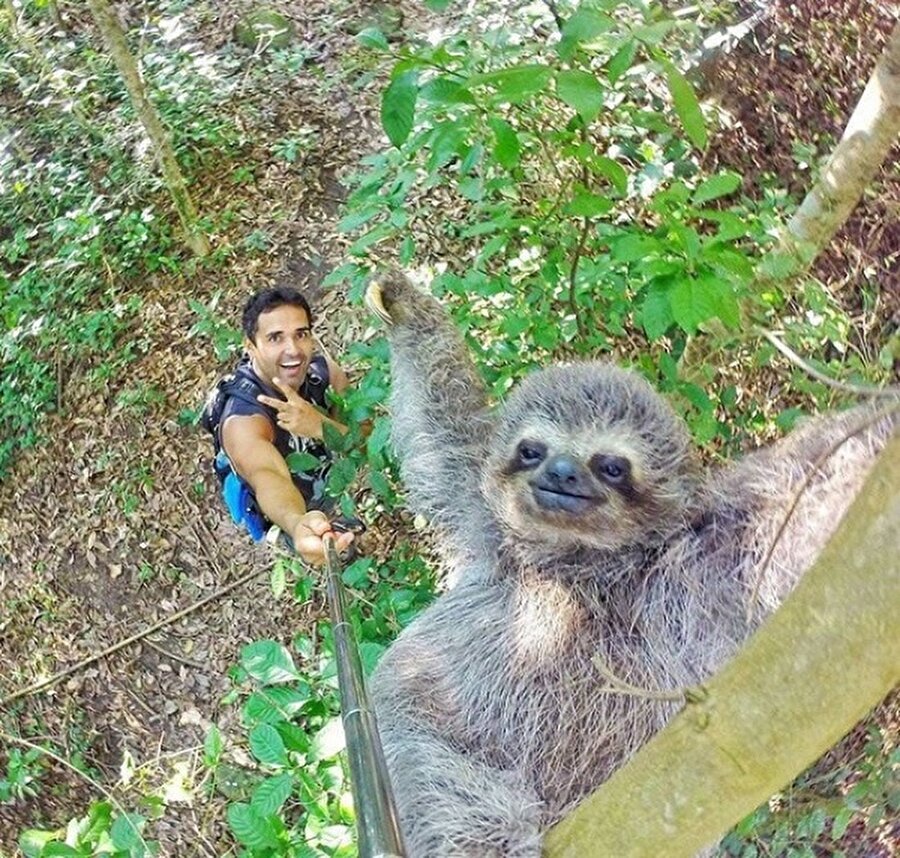 Selfie çubuğuyla miskin bir hayvanı yakalamak