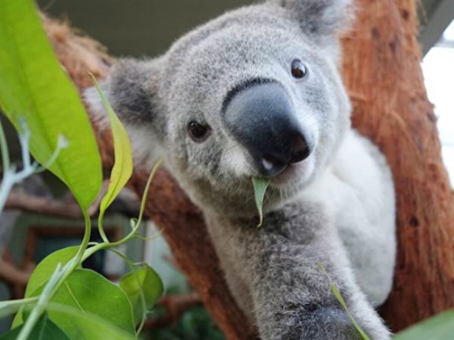 Avustralya ormanlarından bir selfie