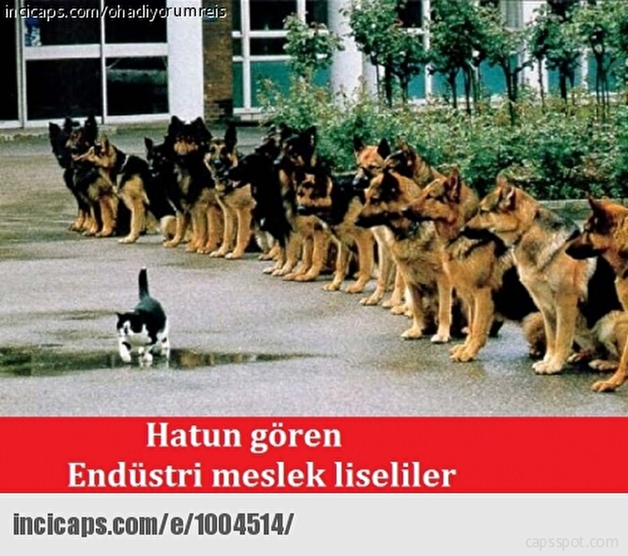 Dişi sinek için bile tehlike arz eden mekanlardır.

                                    
                                    
                                    
                                    
                                
                                
                                
                                