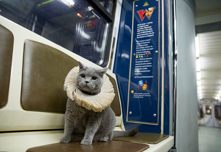 Bu arada trenin ilk yolcusunun da bir kedi olmasının da tesadüf olmadığı, trende yer alan posterlerden birinde Shakespeare'in kucağında kedi tuttuğu bir fotoğrafının bulunduğu belirtildi.

Nitekim şairin eserlerinde 40'dan fazla kez kedilerden söz ediliyor.

