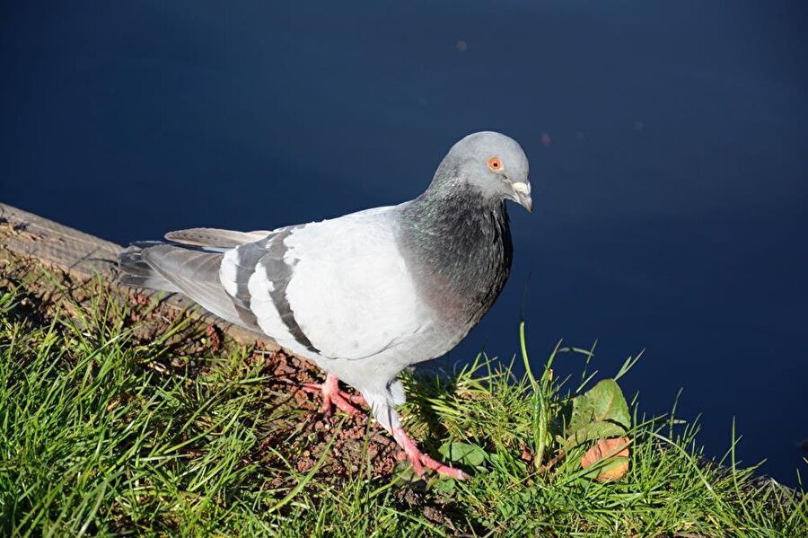 'Başbakanı tehditten' tutuklanan güvercinin kanatları kesildi