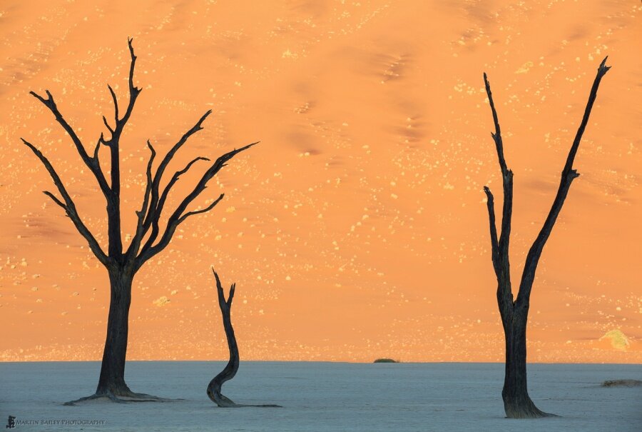 Namibya'da bir çöl