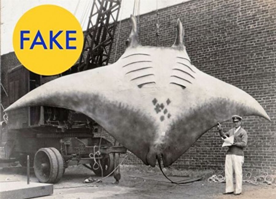 1933'te çekilen bu fotoğrafta dev bir vatus balığı olduğu iddia ediliyordu ancak 1917'de Amerikan Doğal Tarih Müzesi'ne getirilen bir vatus balığı maketinin fotoğrafıydı.
