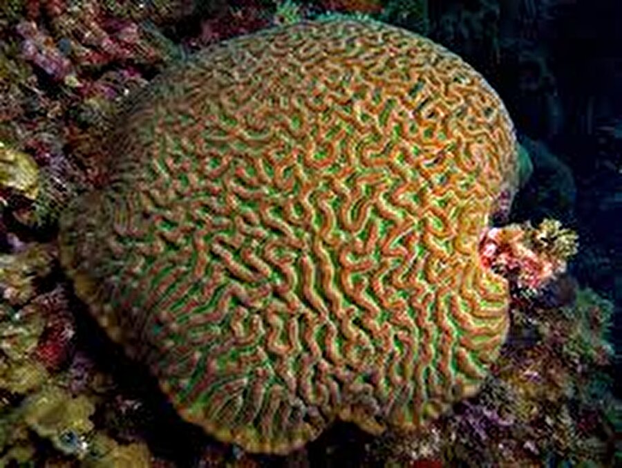 Colpophllia Natans Mercanı - 400
Koloni şeklinde yaşayan bir deniz canlısıdır. En uzun yaşayan canlılar arasında en bilinenlerden biri olan bu mercan türü, ortalama 400 yıl yaşamaktadır.