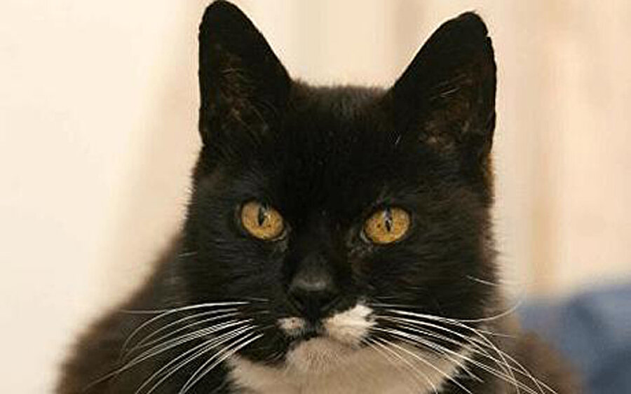 Dünyanın En Yaşlı Kedisi 'Scooter' - 30
Dünyanın en yaşlı kedisi bir siyam kedisi 'Scooter'. 30 yaşındaki kedi Guinness Rekorlar Kitabı'na girdi.