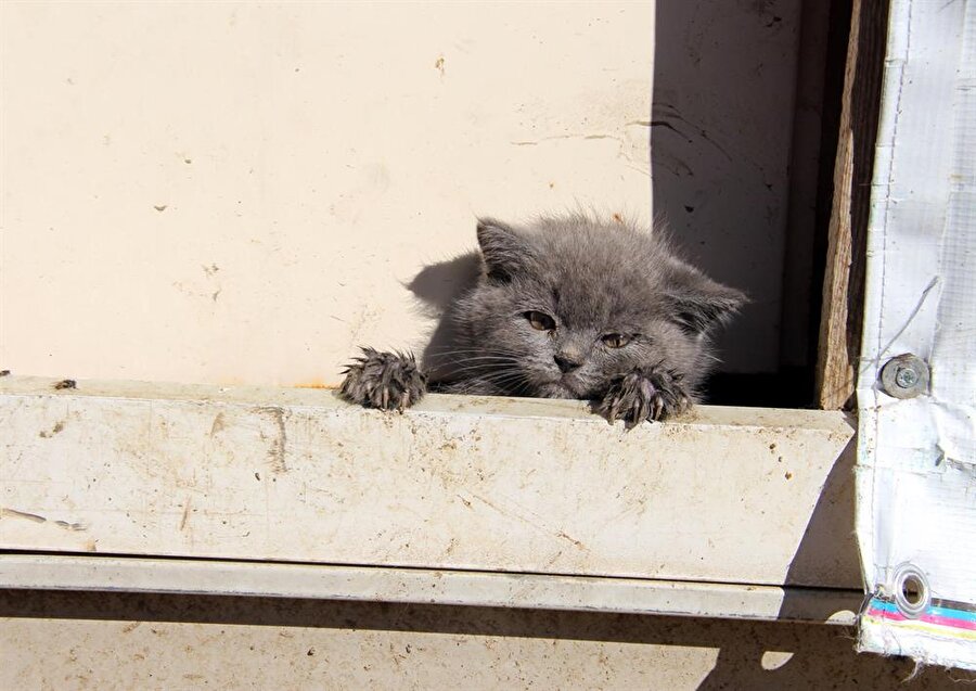 
                                    Aramada otomobilin bagajında iki çanta içinde Pet Shoplarda tanesi 3 bin eurodan satılan 11 yavru kedi yakaladı.
                                