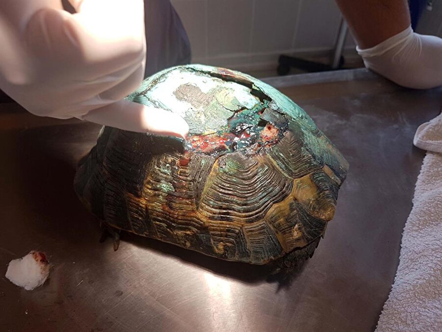 Kaplumbağaya, uzman veterinerlerce cerrahi operasyon yapıldı. İğneyle uyuşturulan kaplumbağanın kırılan kabuğu, çok sayıda pimle sabitlenerek, özel dolgu malzemesiyle onarıldı.