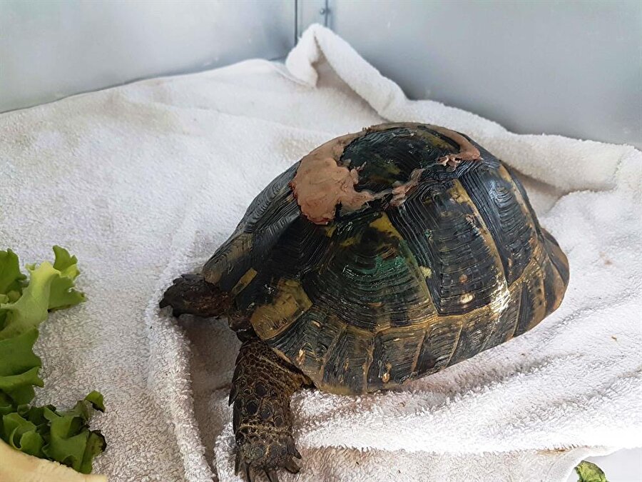 Alınan bilgiye göre, Samsun Kızılırmak Kuş Cenneti'nde aracın altında kalan kaplumbağanın kabuğu kırıldı.