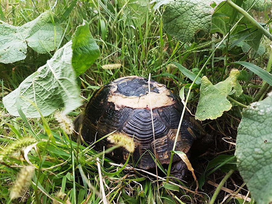 Tabatabaei, kuş cennetine gelen sürücüleri, önlerine çıkabilecek yaban hayvanları konusunda uyardı.