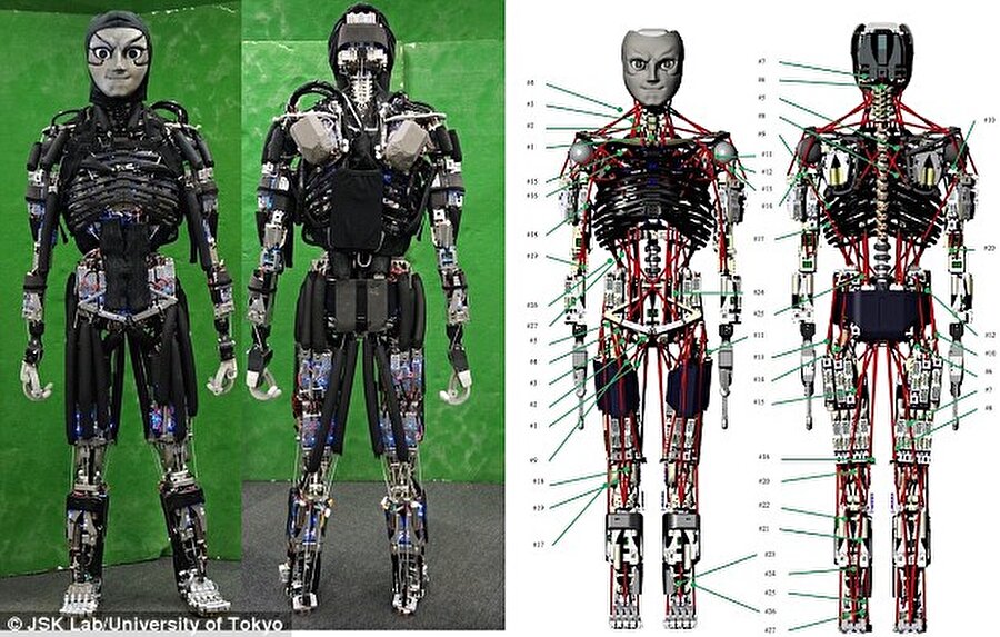 Tasarım harikası
Yapısı itibari ile insana benzeyen, 170 boyunda 123 kilo ağırlığındaki Kengoro adındaki robot küçük motorlardan oluşan kas yapısına sahip. Görenleri oldukça şaşkına çeviren robotun etkileyici özellikleri arasında hareket ettikçe terlemesi yer alıyor. İnsan gibi terleyebilen robotun bu özelliği, aslında geliştiricilerin yaptığı tam bir tasarım harikası. Küçük motorlardan oluşan kas yapısına sahip robot, hareket ettikçe parçaları ısınıyor. Bu ısınmanın önüne geçmek için robotun motorlarının etrafındaki katmanlara su koyuluyor. Böylece ısınan motorlara suyla soğutma sağlanıyor. Isı sonucu oluşan bu sıcak su ise insanlarda olduğu gibi tıpkı ter misali dışarı atılıyor.