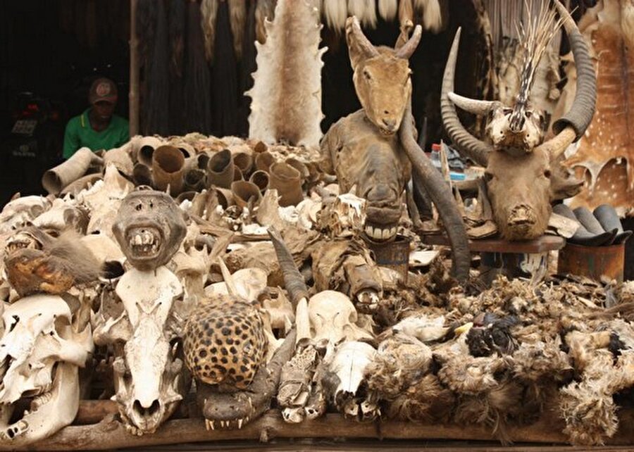 Akodessewa, Togo
Burası gerçek bir voodoo büyüsü pazarı. Bir sürü büyü için çeşit çeşit kafatası olan bu yere turistlerin girmemesi için bir çok uyarı yapılıyormuş. Yalnızca kafatasları değil bir çok büyünün de satıldığı markette birçok da tuhaf büyücü mevcut.
