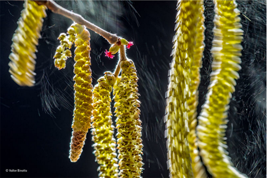 Valter Binotto - Rüzgar Kompozisyonu - En iyi bitki yaşamı fotoğrafı