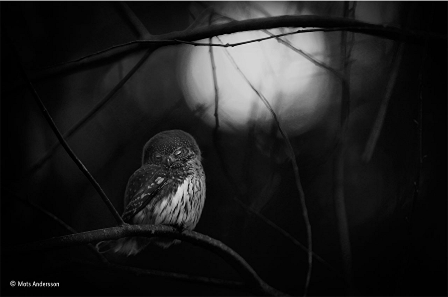 Mats Andersson - Baykuş için ağıt - En iyi siyah beyaz fotoğraf