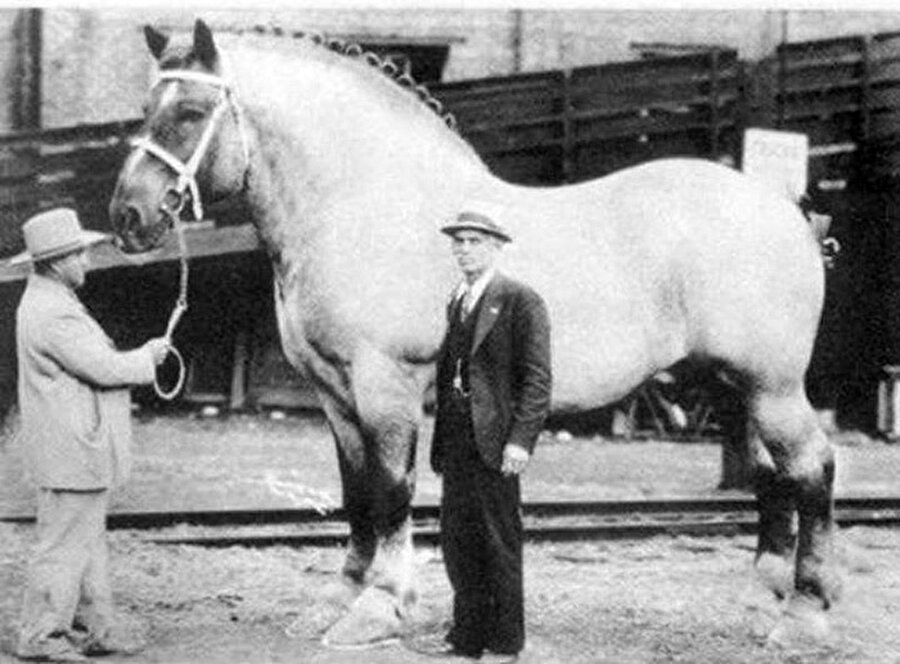 Dünyanın en büyük atı, 1928

                                    
                                