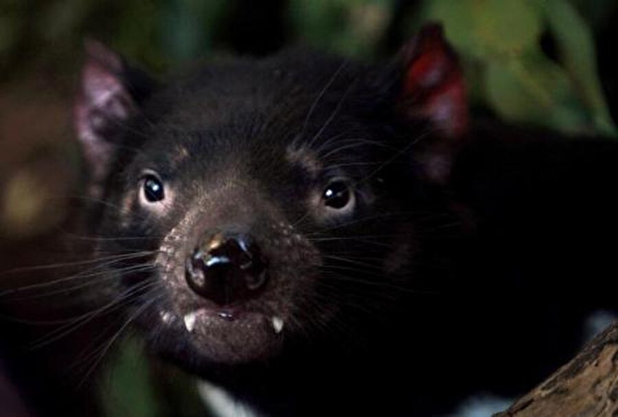 Keseli hayvanlar incelenmeli
Uzmanlar, diğer tüm keseli hayvanların da incelenmesi gerektiğini vurguluyor.
Kaynak: bbc.com