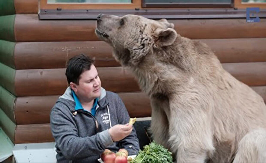 Panteleenko çifti ayılarının oldukça sosyal ve insancıl olduğunu anlatıyor.
