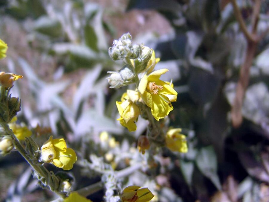 
                                    'Cephalaria Anamurensis' adı verilen yeni türü bulan profesörlerden Akdeniz Üniversitesi Fen Fakültesi Biyoloji Bölümü Öğretim üyesi Prof. Dr. Hüseyin Sümbül, bu türü yaklaşık 32 yıl önce doktora tez çalışması yaptığı Anamur'un Taşeli Platosu'nda keşfettiğini söyledi. Prof.Dr. Sümbül, şöyle dedi: "Bu tür çok kısıtlı bir alanda ve Türkiye'de tüm Cephalaria türlerinin içerisinde yayılış alanı en kısıtlı olan tür. Aslında bu türün mutlaka koruma altına alınması lazım, yayılması lazım. Türün şöyle bir özelliği var. Hayvanlar bunu çok seviyor ve yiyor. Yedikleri için de çiçek açıp tohuma geçemiyor. Tohuma geçemediği için de yeni bireyler üretemiyor. Mutlaka korunması gerekiyor. Oldukça az sayıda bireyler var. Her an yok olabilecek bir tür. Yok olduğunda ne olacak diyeceksiniz? Bu türler milyonlarca yıl önceden geliyor. Bize düşen de onları milyonlarca yıl ileriye taşımanın yollarını bulmak."
                                