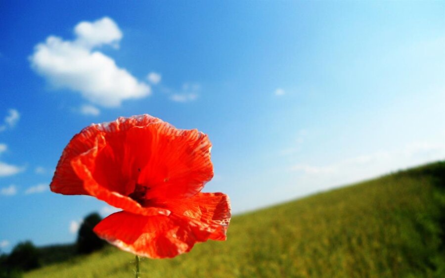 Gelincik
Gelincik çiçeği hüzün anlamını ifade eder. Kavuşamayan aşıkların çiçeğidir.