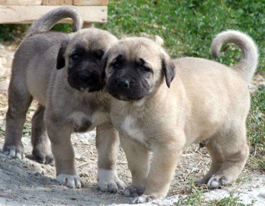 redkitin köpeğinin adı